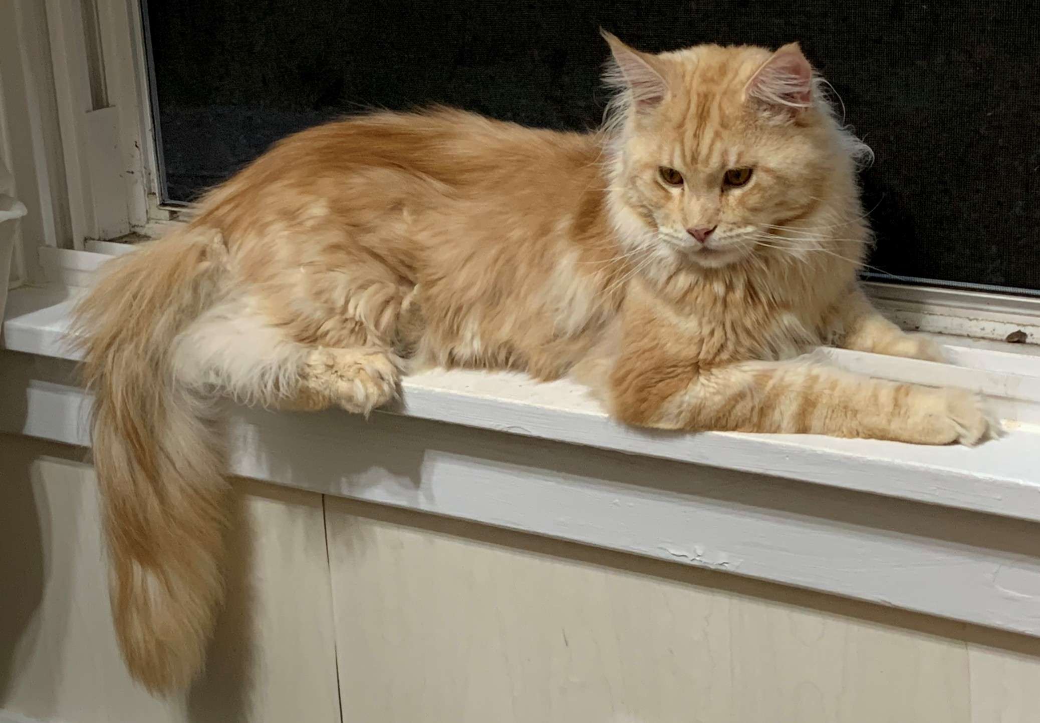 Breeding Cats