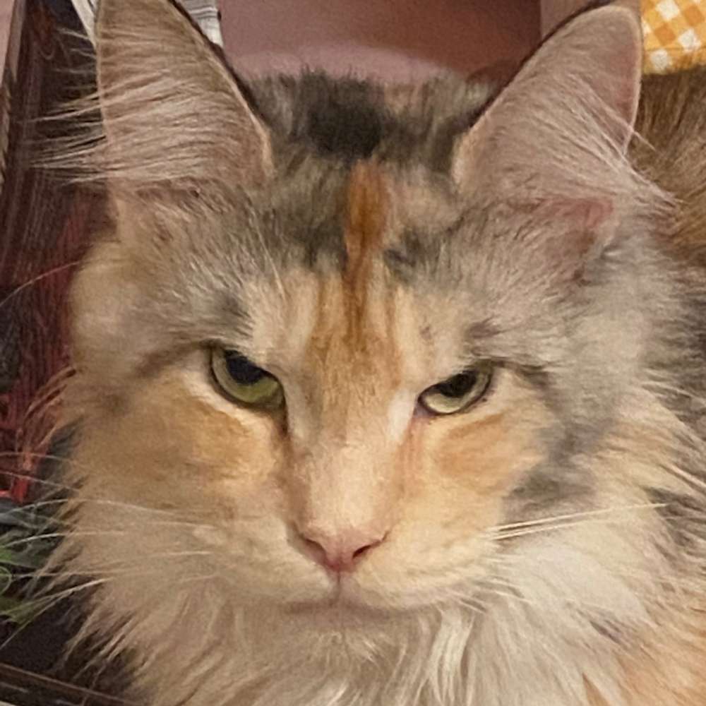 Chocolateboss Svet Ochey Dasha