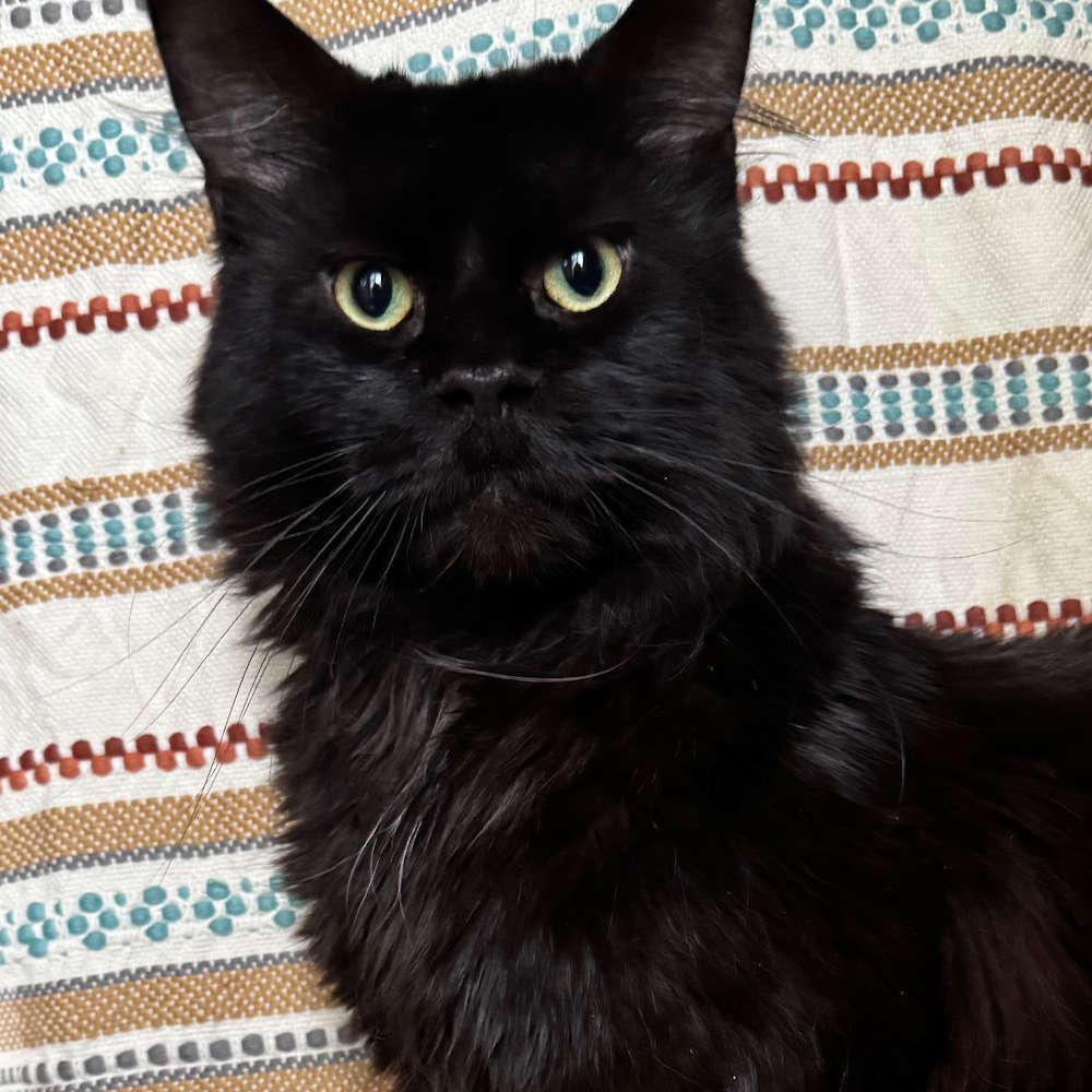 Hissyfitcoons Bogart