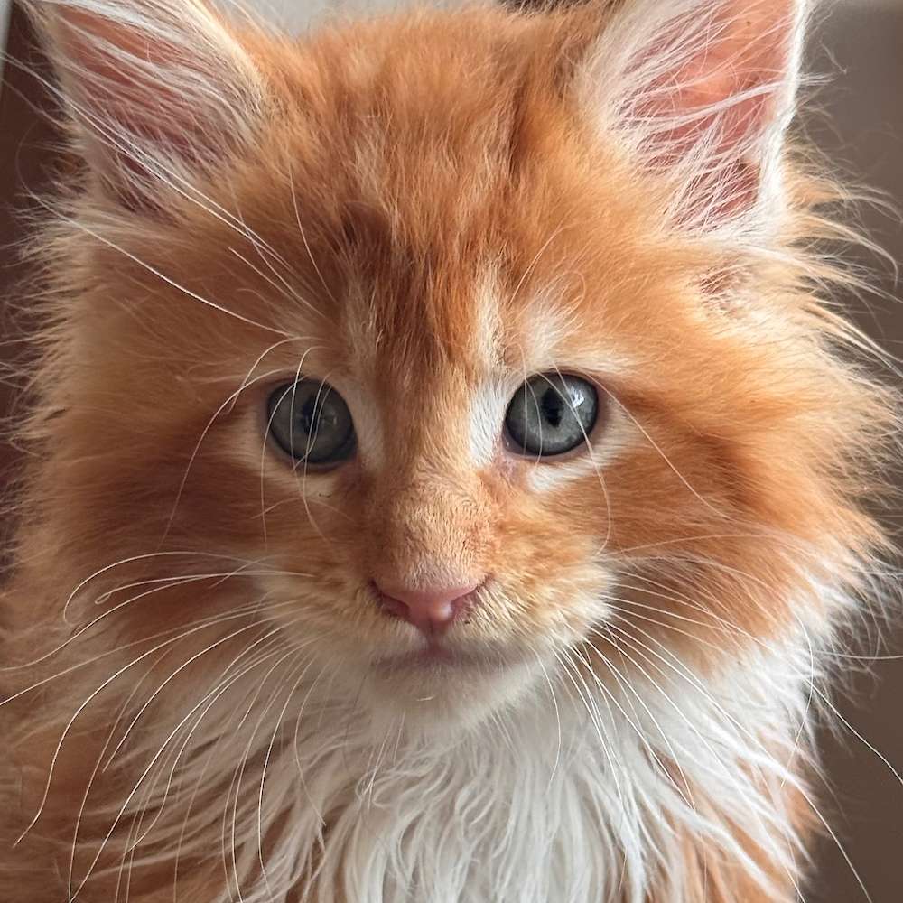 Litter born to Chocolateboss on May 22!